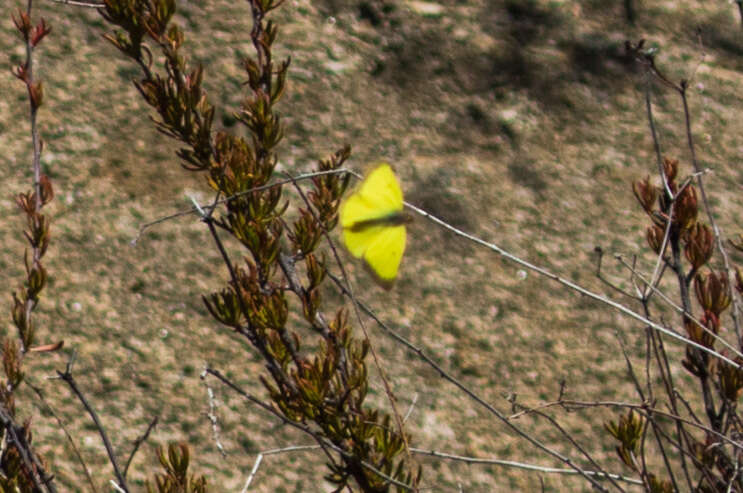 Image of Harford's Sulphur