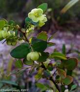 Image de Phyllanthus madagascariensis Müll. Arg.