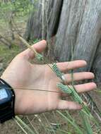 Image of Warty Sedge