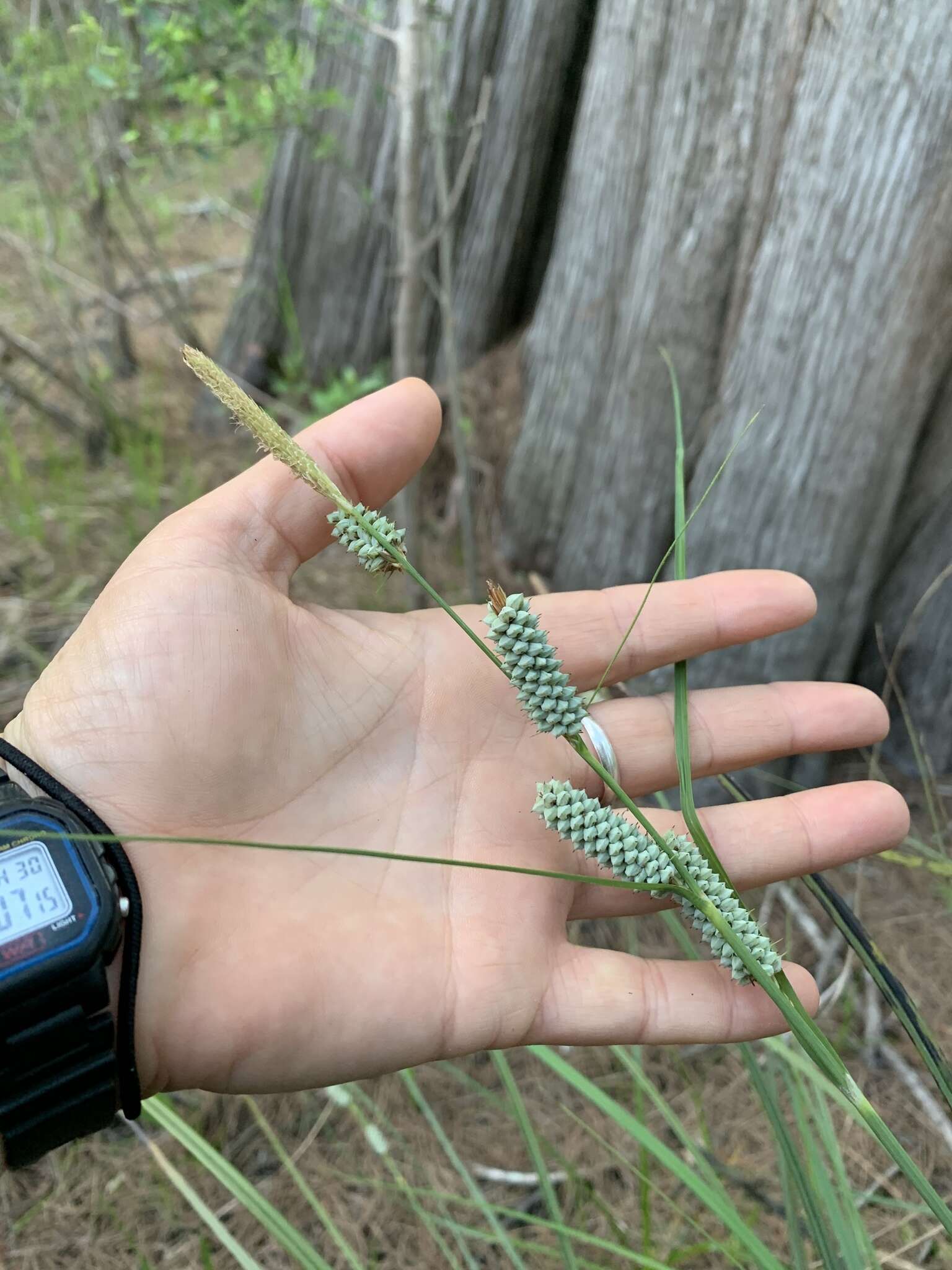 Image of Warty Sedge