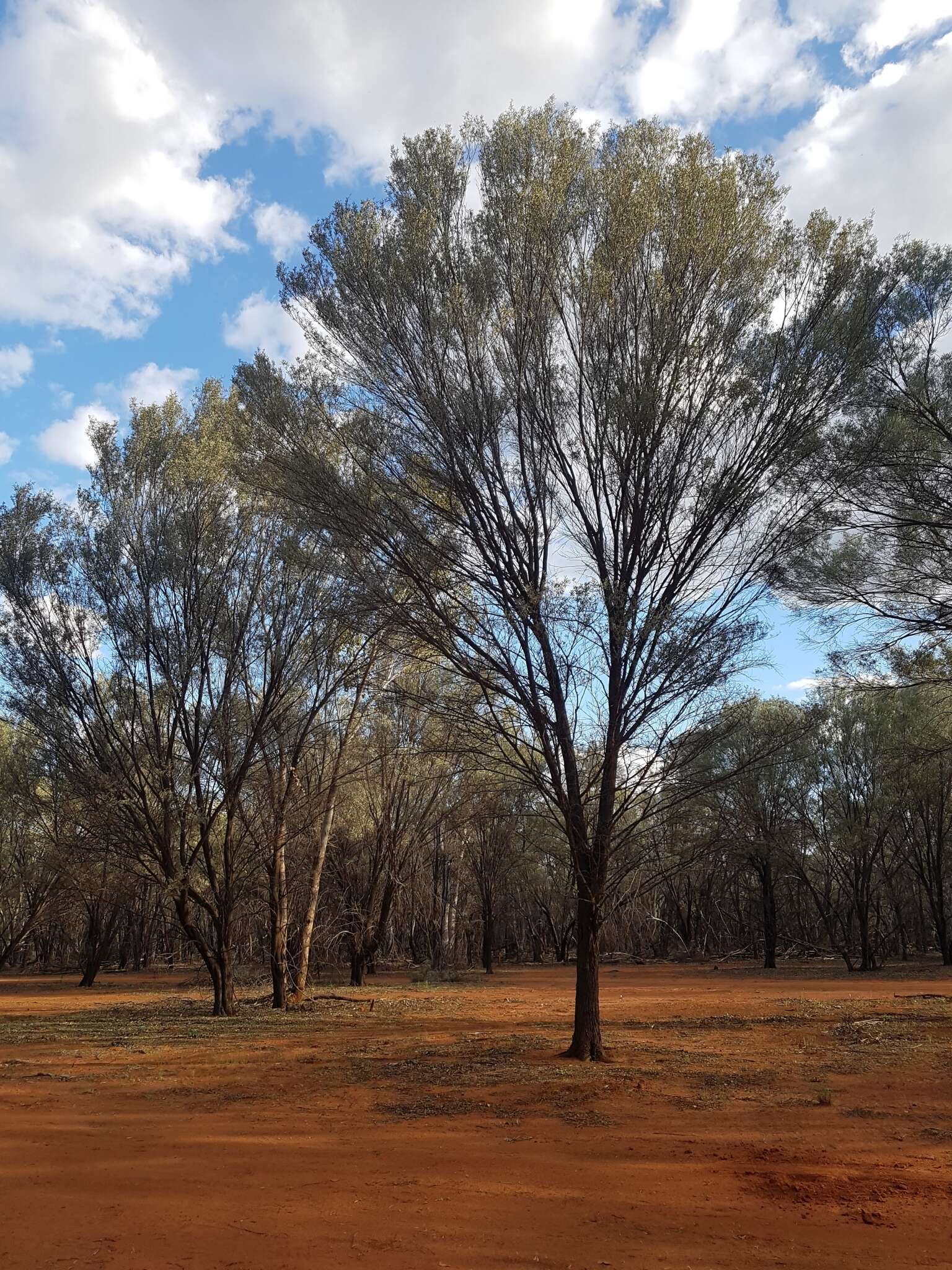 Image of Mulga