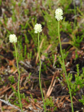 Image of Scotch false asphodel