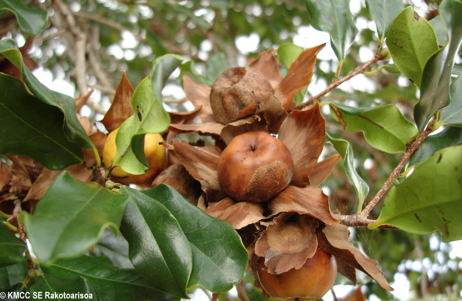 Image de Diospyros platycalyx Hiern