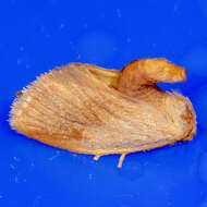 Image of Warm-chevroned Moth