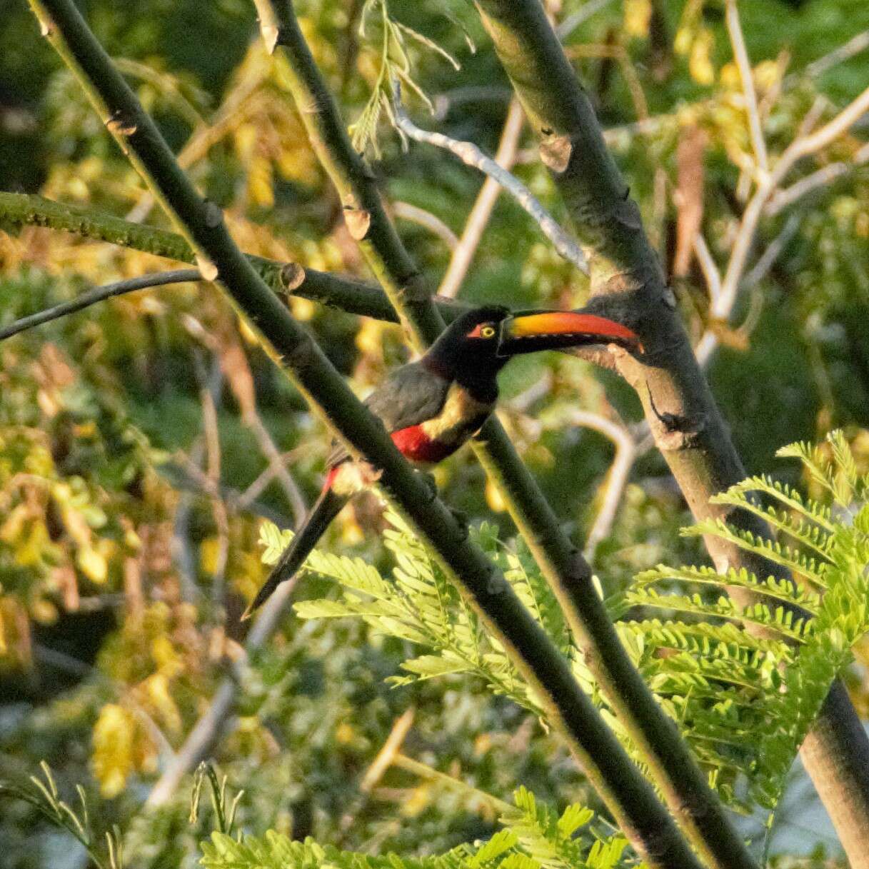 Image of Fiery-billed Aracari