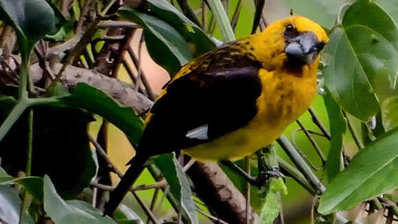 Image of Black-thighed Grosbeak