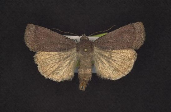 539.rdnmc cnc noctuoidea10894 1131380290 jpg.580x360