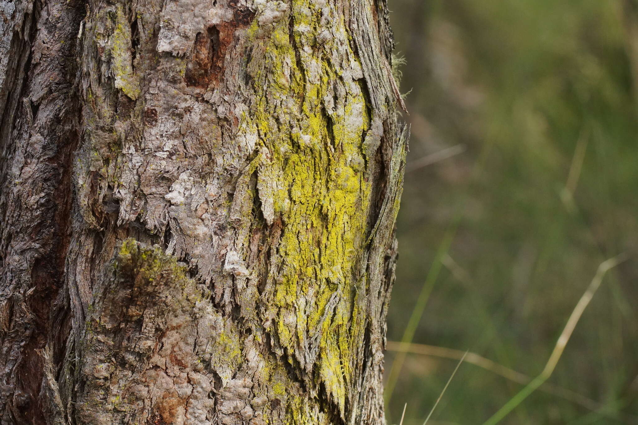 Image of dust lichen