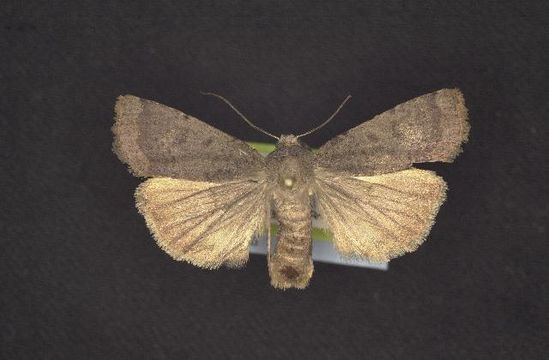 539.rdnmc cnc noctuoidea10906 1131380574 jpg.580x360