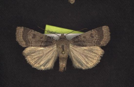 539.rdnmc cnc noctuoidea10908 1131380590 jpg.580x360