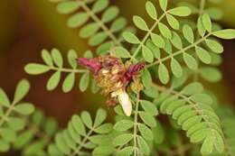 Image of Florida prairie-clover