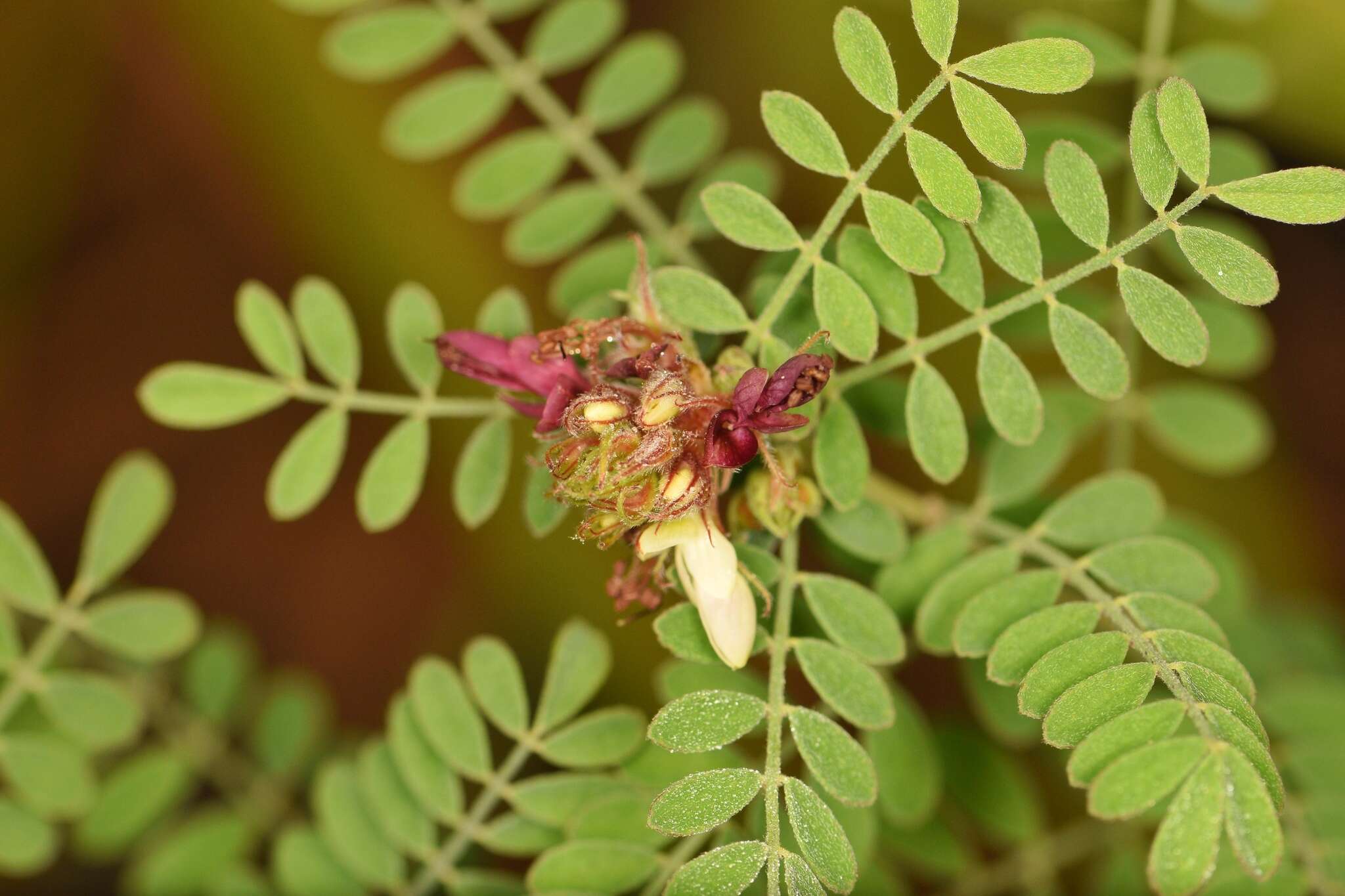 Image of Florida prairie-clover