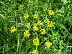 Image of Pastinaca pimpinellifolia M. Bieb.