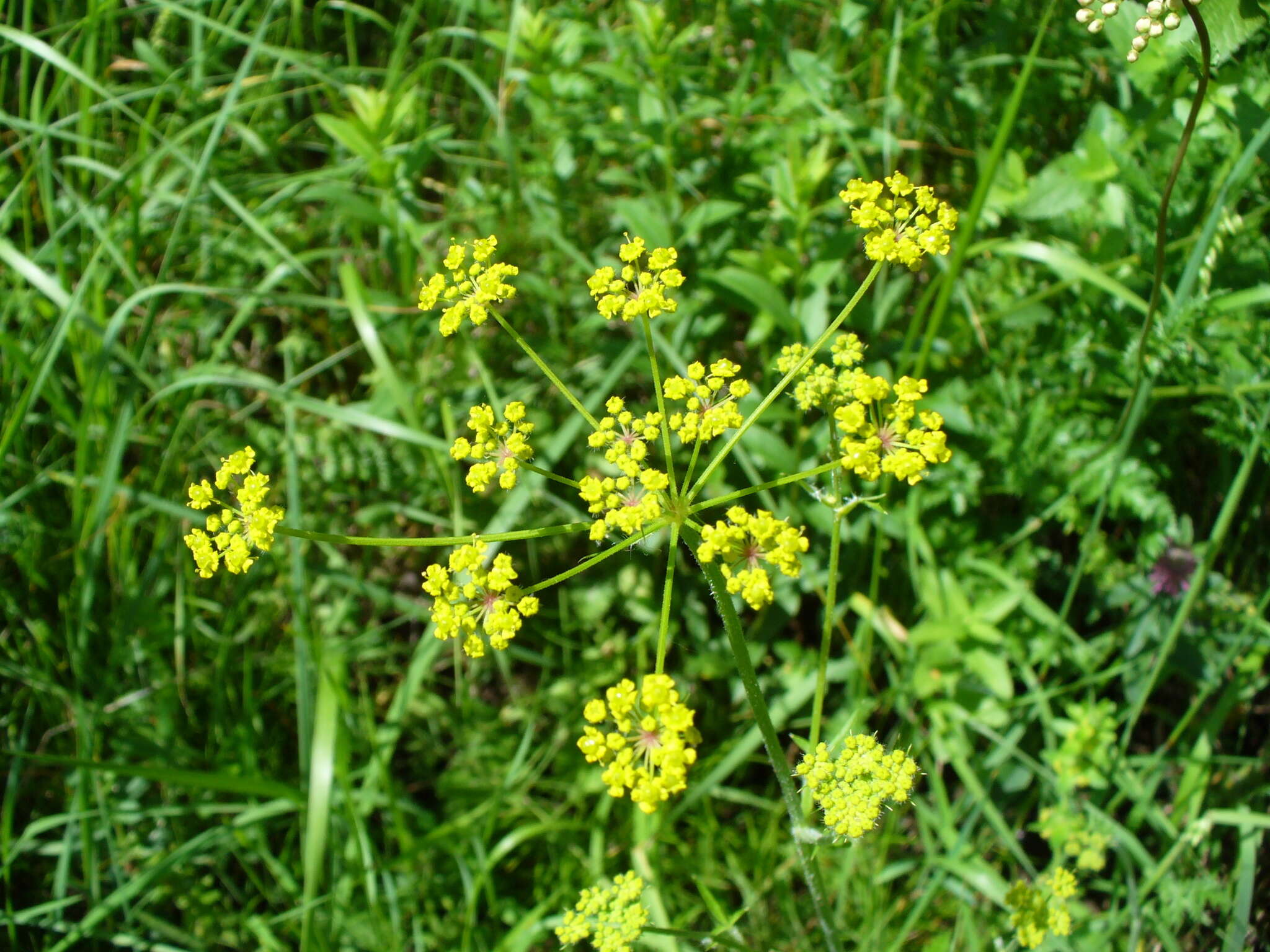 Image of Pastinaca pimpinellifolia M. Bieb.