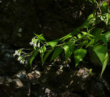 Brickelliastrum fendleri (A. Gray) R. King & H. Rob. resmi