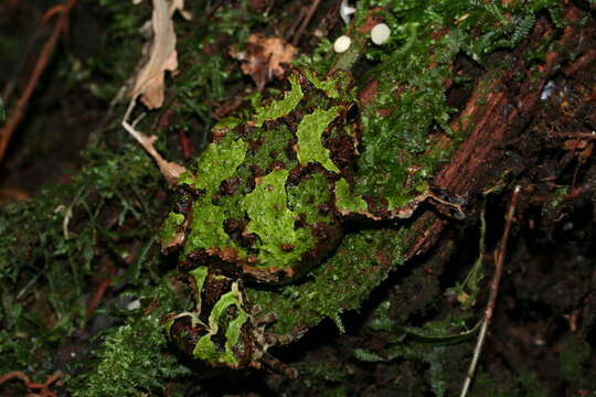 Imagem de Scaphiophryne spinosa Steindachner 1882