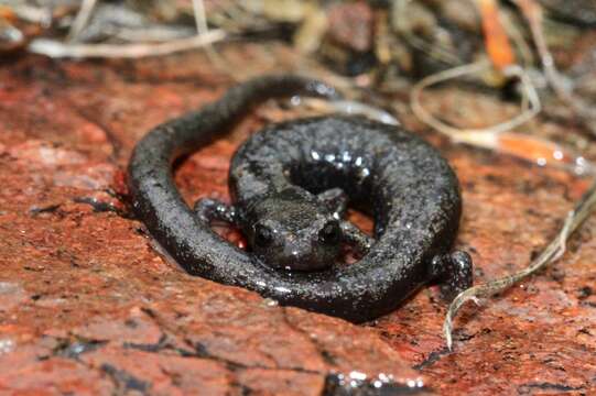 Image of Fairview Slender Salamander