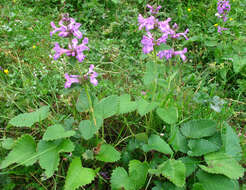 Image de Betonica macrantha K. Koch