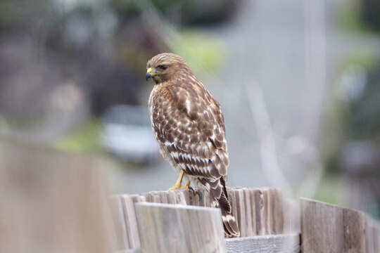 Image of Buteo lineatus elegans Cassin 1855