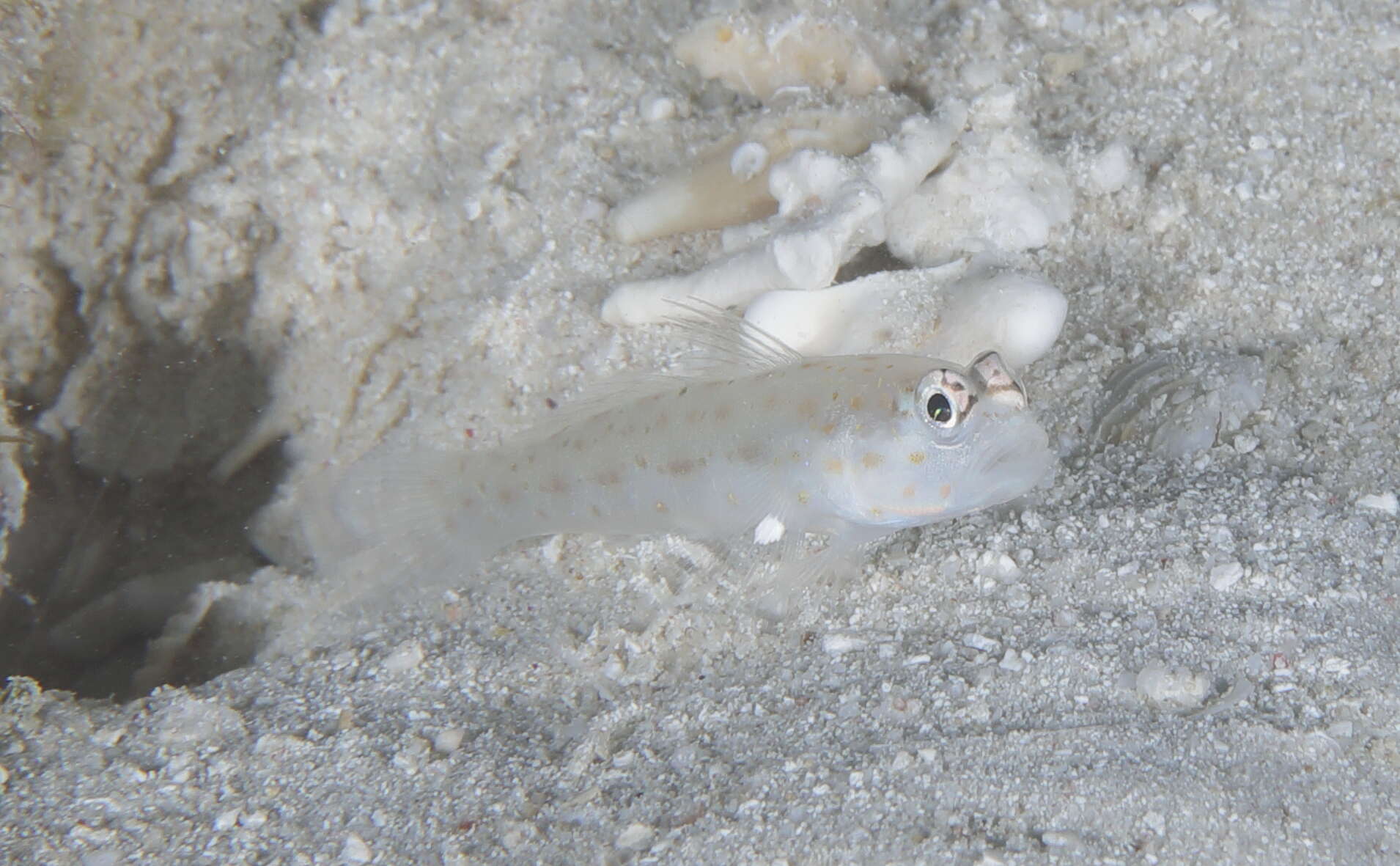 Image of Gold-specked prawn-goby