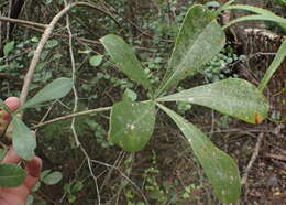 Image of Cussonia thyrsiflora Thunb.