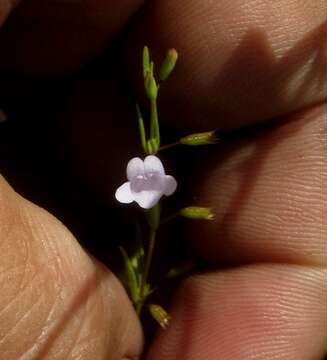 Sivun Clinopodium arkansanum (Nutt.) House kuva