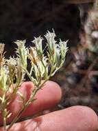 Eupatorium petaloideum Britt. resmi