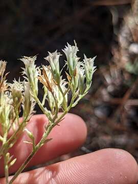 Imagem de Eupatorium petaloideum Britt.