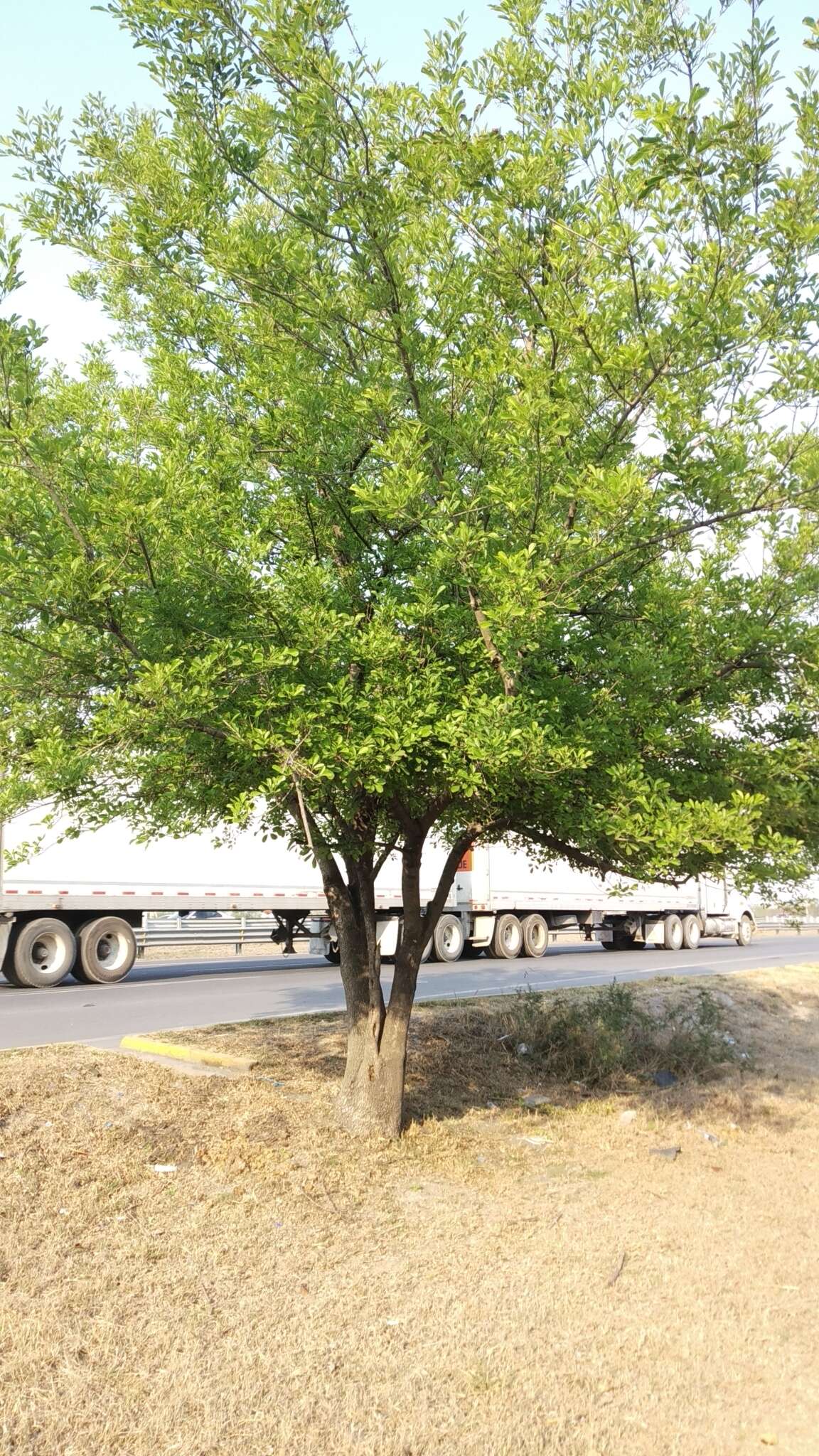 Image of Mexican Ash