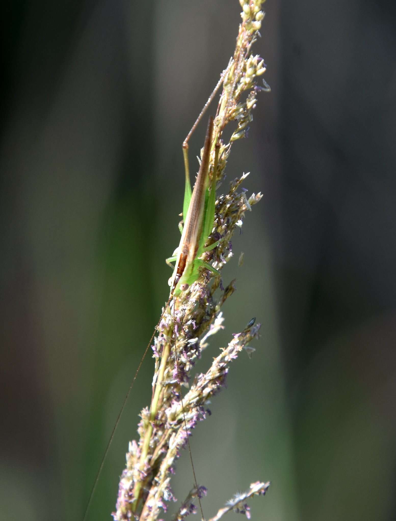 Image of Graceful Meadow Katydid