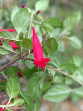 صورة Clinopodium selerianum (Loes.) Govaerts