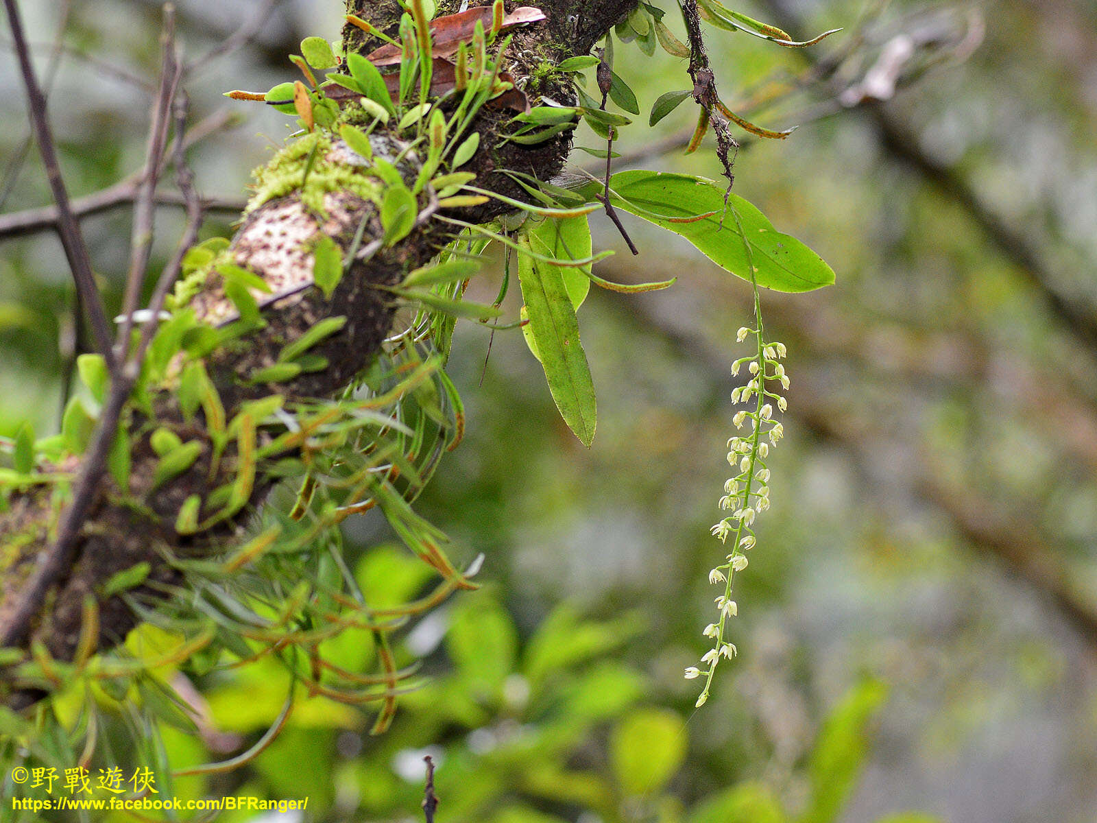 Image of Liparis elliptica Wight