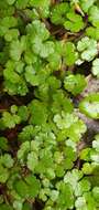 Image of Hydrocotyle microphylla A. Cunn.