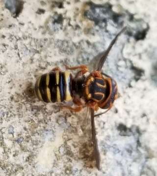 Image of Epanthidium tigrinum (Schrottky 1905)