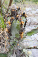 Cipocereus crassisepalus (Buining & Brederoo) Barthlott & N. P. Taylor resmi