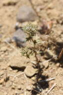 Image of Honey-Scented Pincushion-Plant