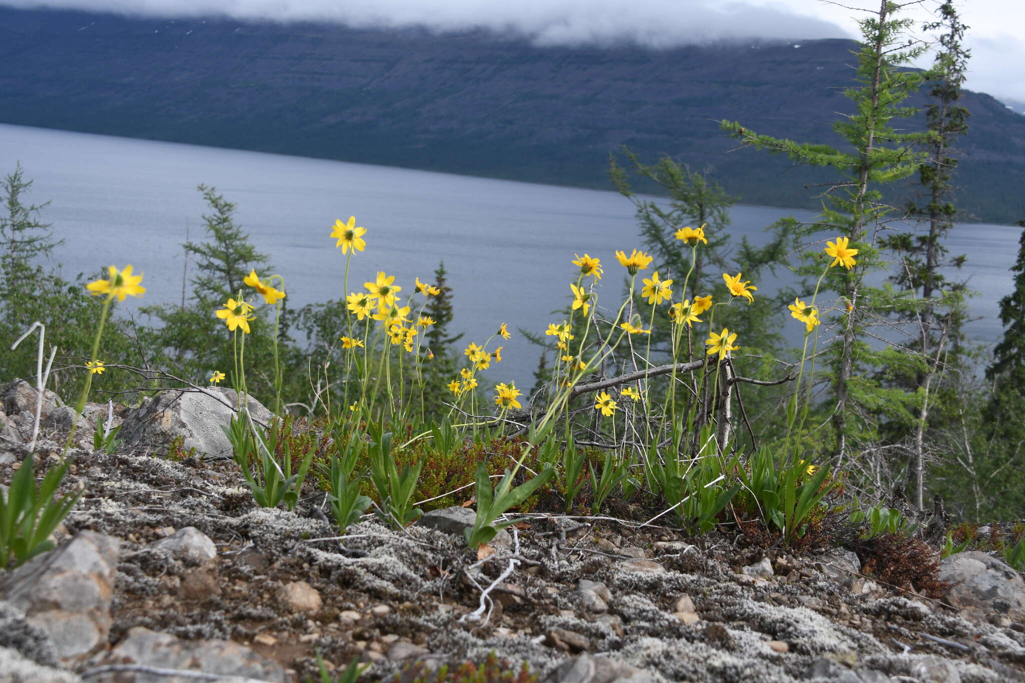 Image de Arnica angustifolia subsp. iljinii (Maguire) I. K. Ferguson