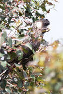 Image of Baudin's Black Cockatoo