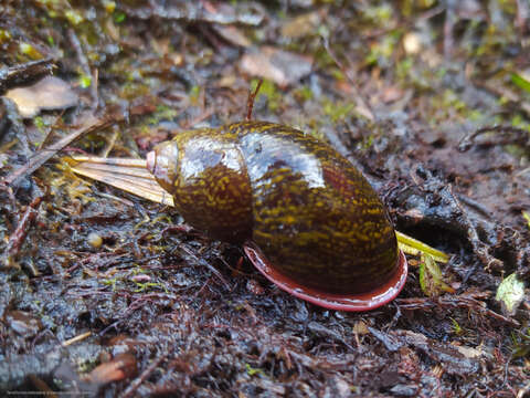 Imagem de Plekocheilus glandiformis (I. Lea 1838)