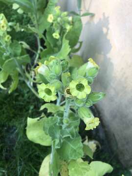 Imagem de Nicotiana rustica L.