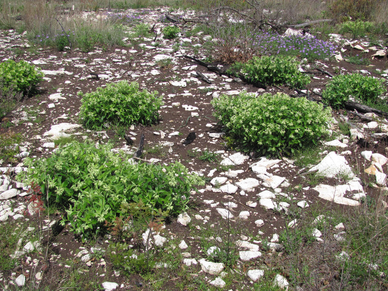 Image of Heller's marbleseed