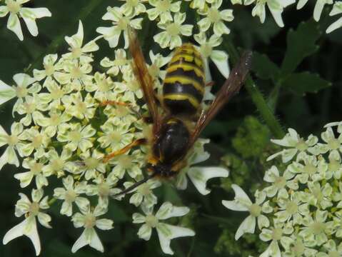 Image of median wasp