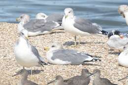 Larus californicus Lawrence 1854 resmi