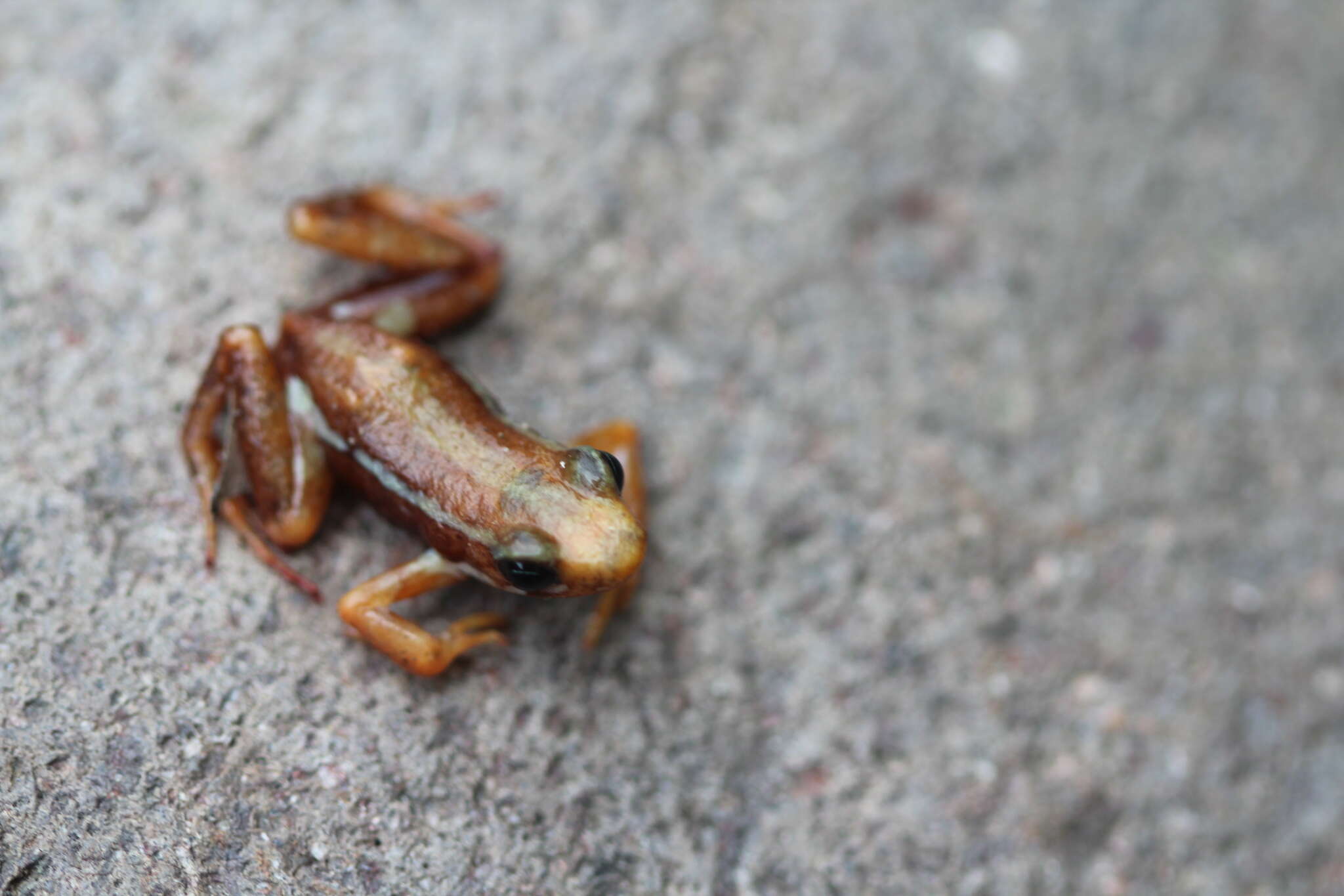 Image of Anthony's Poison-Arrow Frog