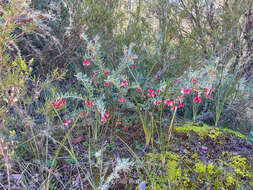 Image of Grevillea lanigera A. Cunn. ex R. Br.