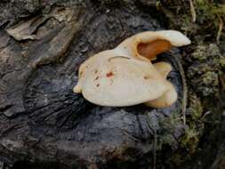 Lentinus pilososquamulosus Lj. N. Vassiljeva 1973 resmi