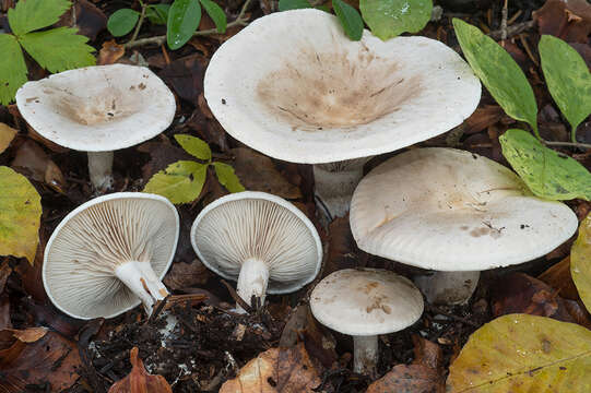 Atractosporocybe resmi