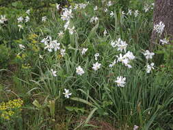 Narcissus poeticus subsp. radiiflorus (Salisb.) Baker的圖片