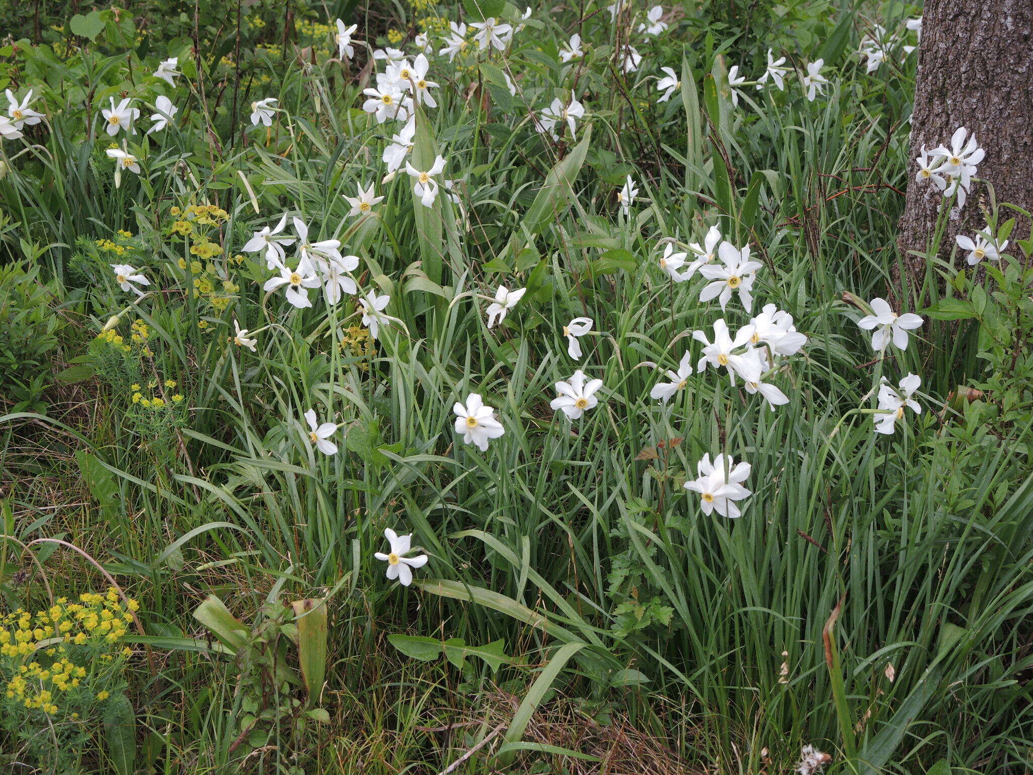 Narcissus poeticus subsp. radiiflorus (Salisb.) Baker的圖片