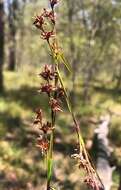 Scleria sphacelata F. Muell.的圖片